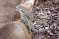 Australian Water Dragon Royalty Free Stock Photo