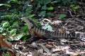 Australian Eastern Water Dragon Royalty Free Stock Photo