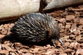 Australian Echidna