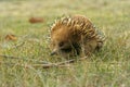 Australian Echidna Royalty Free Stock Photo