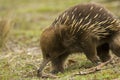 Australian Echidna Royalty Free Stock Photo