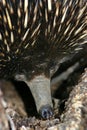 Australian Echidna Royalty Free Stock Photo