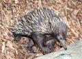 Australian echidna