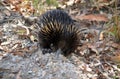 Australian echidna digging for ants Royalty Free Stock Photo