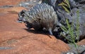 Australian echidna, the spiny anteater, Royalty Free Stock Photo