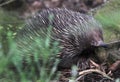 Australian echidna/spiny anteater/porcupine, sydney Royalty Free Stock Photo