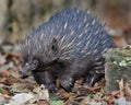 Australian echidna / spiny anteater,queensland Royalty Free Stock Photo