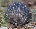 Australian echidna or spiny anteater, queensland Royalty Free Stock Photo