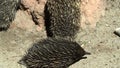 Australian Echidnas