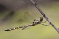 Australian Emerald Dragonfly Royalty Free Stock Photo