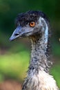 Australian Emu Royalty Free Stock Photo