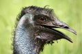 Australian Emu Royalty Free Stock Photo