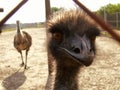 Australian emu Royalty Free Stock Photo