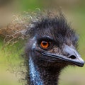 Australian Emu Dromaius novaehollandiae Close up Head shot High Res. Royalty Free Stock Photo