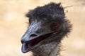 An Australian Emu Dromaius novaehollandiae head  close up view Royalty Free Stock Photo