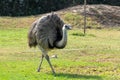 An Australian Emu Dromaius novaehollandiae walking in the grass