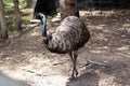 Australian Emu Dromaius species Royalty Free Stock Photo