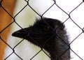 Australian emu named Erofei of Gatchina menagerie