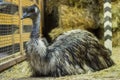 Australian EMU ostrich in an aviary at the zoo. The breeding of ostriches EMUS