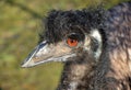 Australian Emu in profile Royalty Free Stock Photo