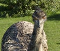 Australian emu staring at you Royalty Free Stock Photo