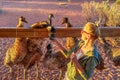 Australian Emus feeding in Australia