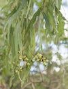 Australian eucalypt gum leaves and gumnuts Royalty Free Stock Photo