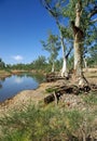 Australian Eucalyptus Royalty Free Stock Photo