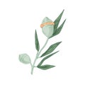 Australian eucalyptus flower with unopened buds in caps. Hand-drawn botanical element isolated on white background