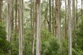 Australian Eucalyptus Forest Royalty Free Stock Photo