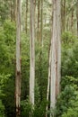 Australian Eucalyptus Forest Royalty Free Stock Photo