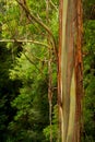 Australian Eucalyptus Forest Royalty Free Stock Photo