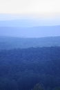 Australian Eucalyptus Forest Royalty Free Stock Photo