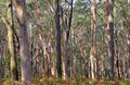 Australian Eucalyptus forest Royalty Free Stock Photo