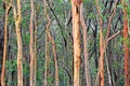 Australian Eucalyptus forest background with Sydney Red Gums Royalty Free Stock Photo