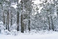 Australian eucalyptus forest covered in snow landscape Royalty Free Stock Photo