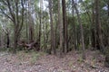 Australian eucalyptus forest with forest floor covered with dry Royalty Free Stock Photo