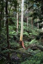 Australian eucalyptus gum trees in rain forest