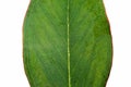 Australian Eucalyptus Leaf Royalty Free Stock Photo