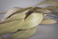 Australian Eucalyptus Leaves Royalty Free Stock Photo