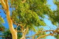 Australian Eucalyptus tree Royalty Free Stock Photo