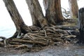 Australian eucalyptus tree growing on a beach and hanging over the water with a tangle of exposed roots Royalty Free Stock Photo