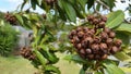 Australian Eucalyptus Tree Gum Nuts, Macro Photog Royalty Free Stock Photo