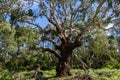 Australian Eucalyptus tree looking up at the sky, Philip Island Royalty Free Stock Photo