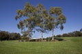 Australian Eucalyptus Trees