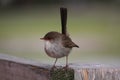 Australian Fairy Wren