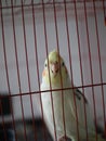 the australian falk stares at me from inside the cage