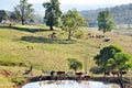 Australian farm cattle grazing pastures of stunning country landscape Royalty Free Stock Photo