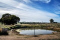 Australian Farm Merino Sheep Landscape with Dam Royalty Free Stock Photo