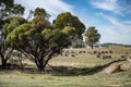 Australian Farm Merino Sheep Landscape Royalty Free Stock Photo